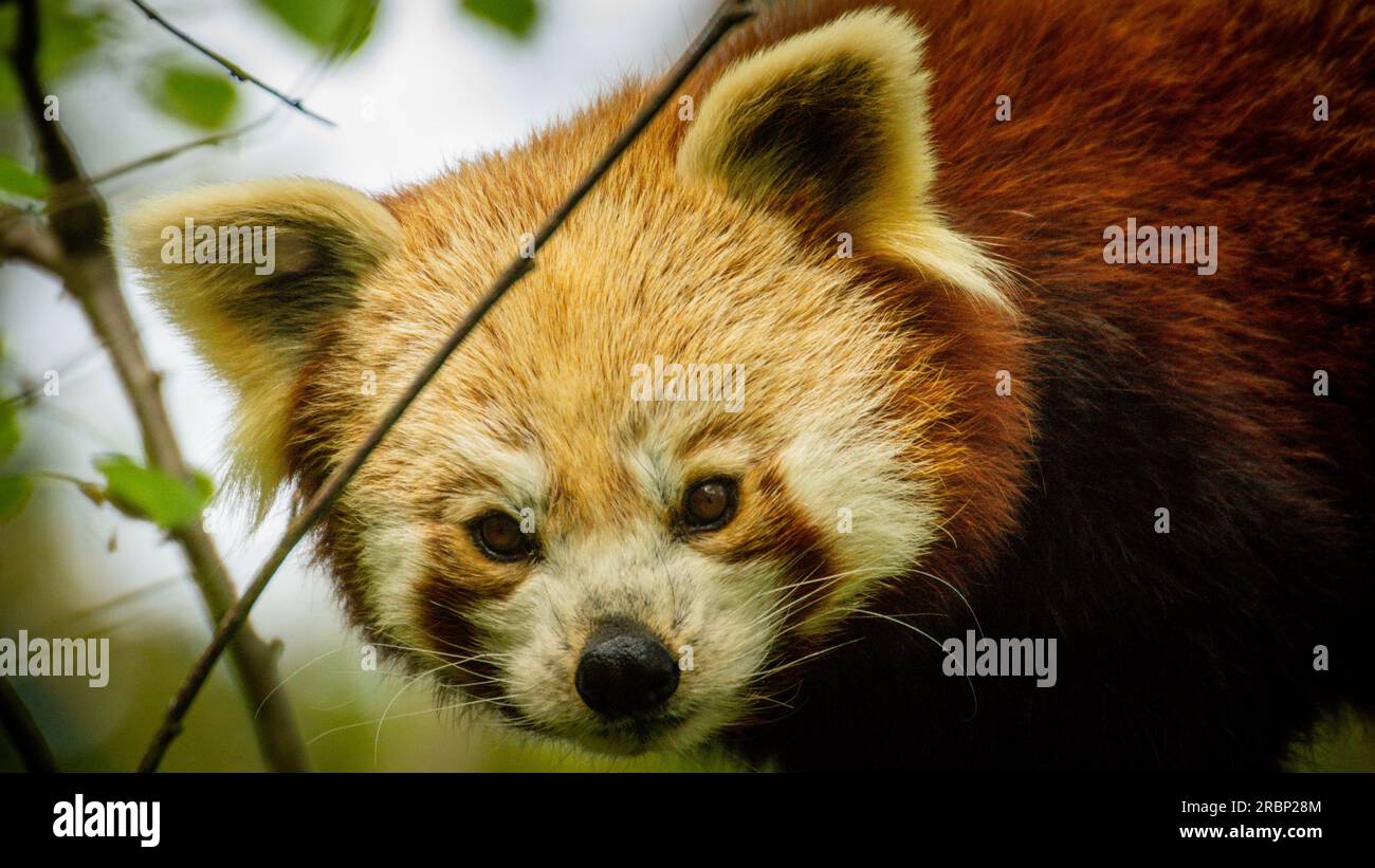 Le panda rouge dans un arbre Banque D'Images