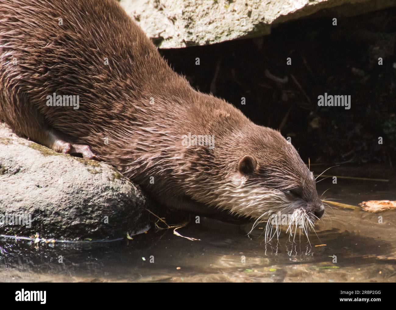 SIP de l'eau Banque D'Images