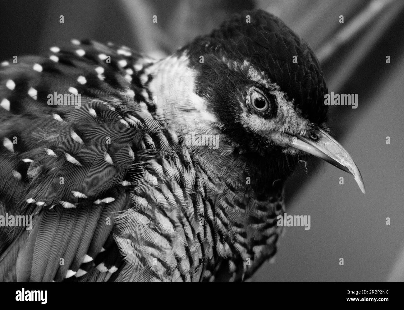 J'ai repéré la grive du rire de près Banque D'Images