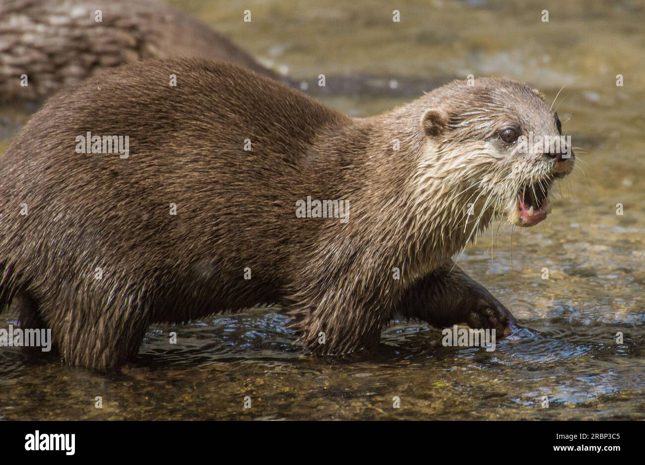 Loutre large mouthed Banque D'Images