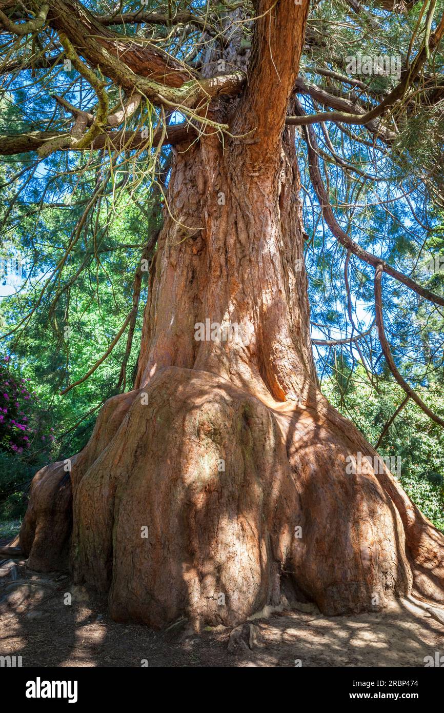 Puissant séquoia à Sheffield Park Garden, East Sussex, Angleterre Banque D'Images