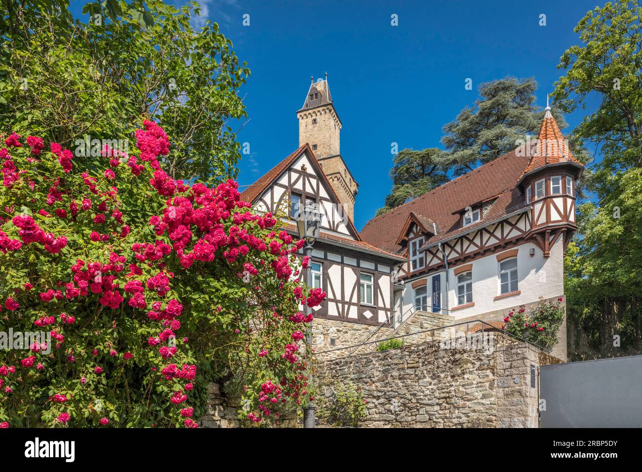 Roses de chien à l'entrée du château de Kronberg, Taunus, Hesse, Allemagne Banque D'Images