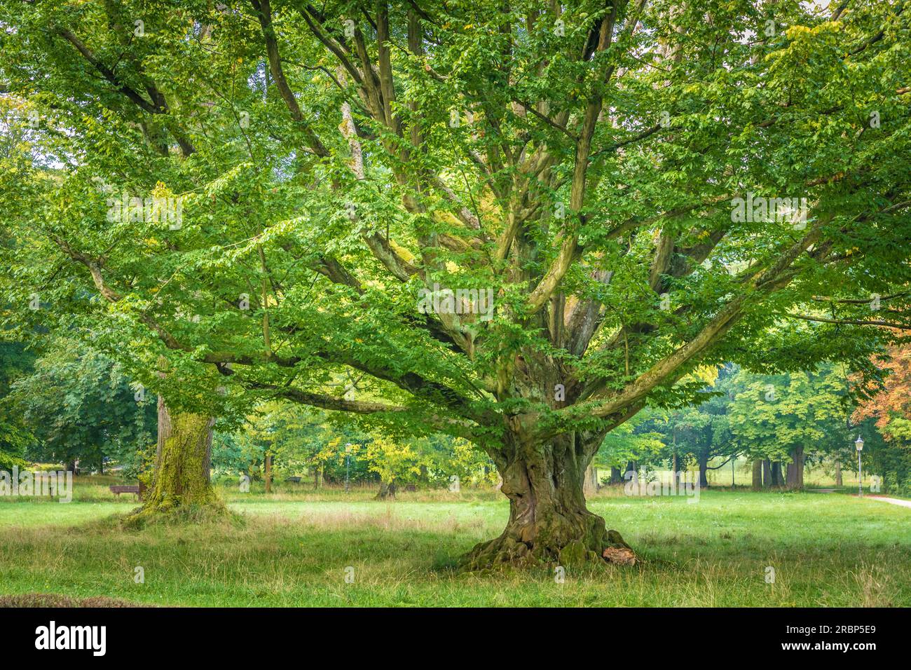 Grand hêtre ancien dans les jardins thermaux de Bad Homburg vor der Höhe, Taunus, Hesse, Allemagne Banque D'Images