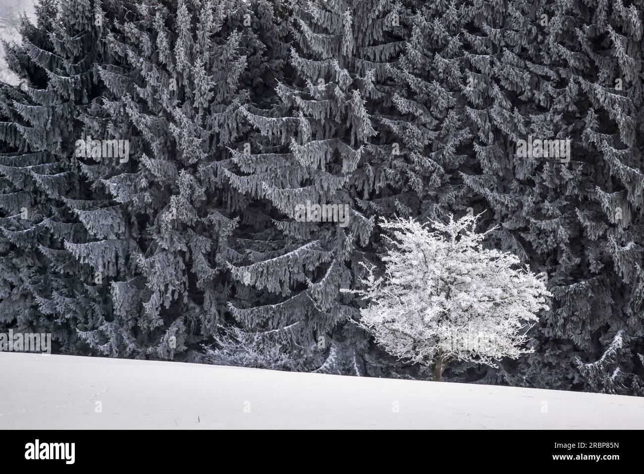 Arbres fruitiers et puissantes forêts d'épicéas dans le parc naturel de Rheingau-Taunus près d'Engenhahn, Niedernhausen, Hesse, Allemagne Banque D'Images