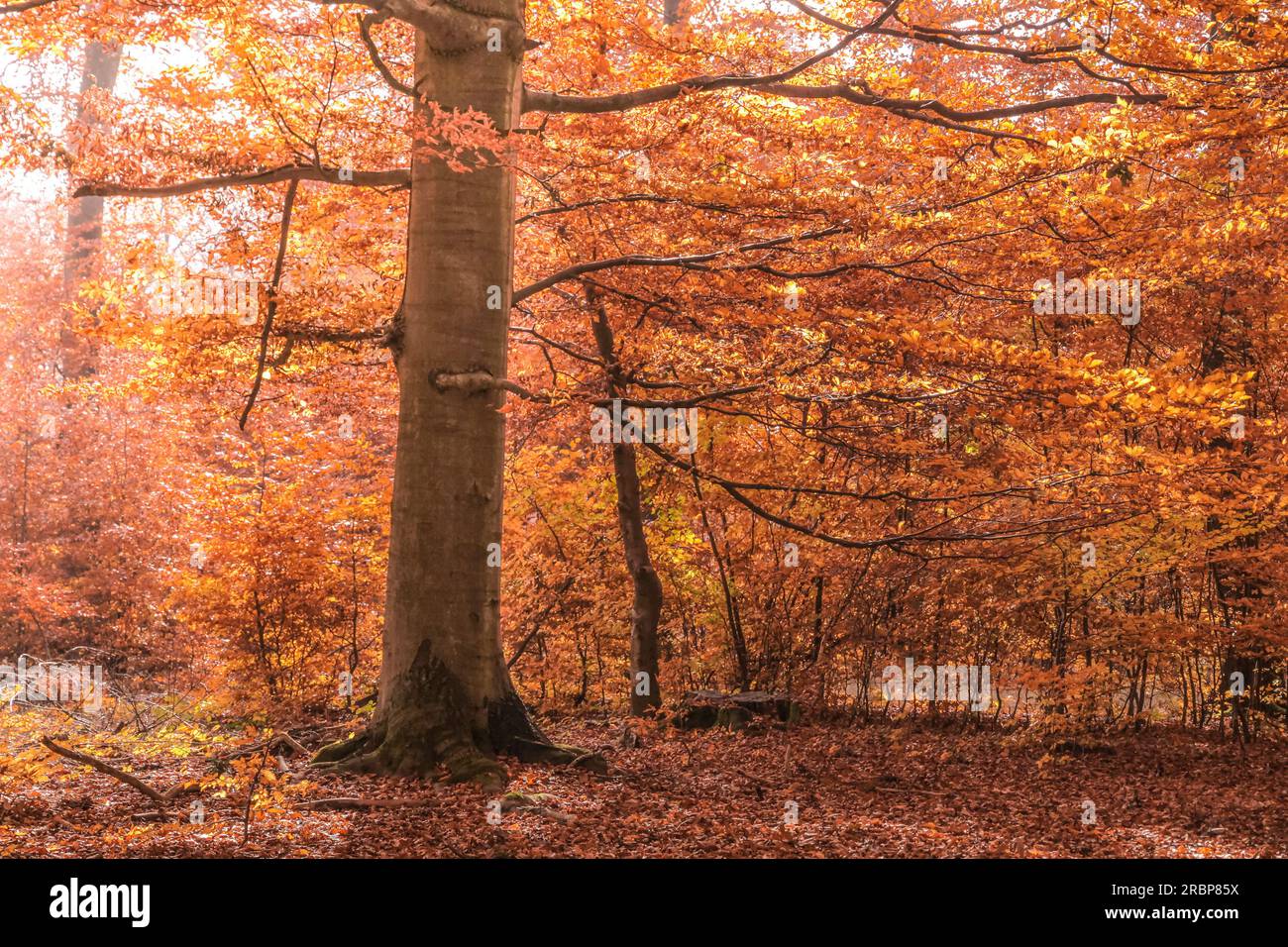 Forêts de hêtres d'automne dans le parc naturel de Rheingau-Taunus, Niedernhausen, Hesse, Allemagne Banque D'Images