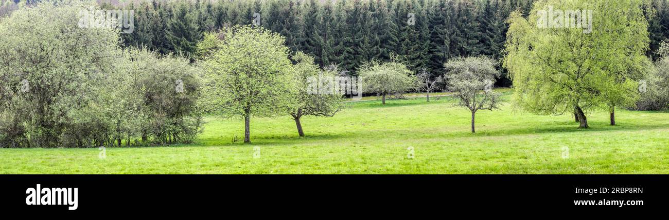 Arbres de printemps dans le parc naturel de Rheingau-Taunus, Niedernhausen, Hesse, Allemagne Banque D'Images