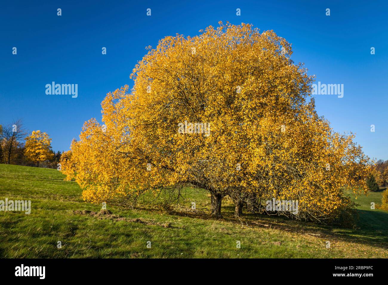 Grand vieux cerisier dans les vergers de prairie à Engenhahn en automne, Niedernhausen, Niedernhausen, Hesse, Allemagne Banque D'Images