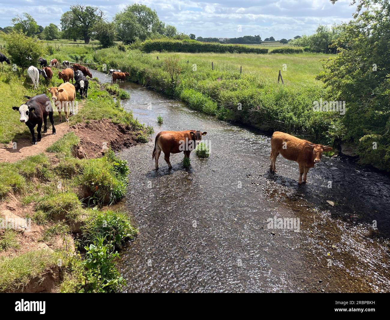 Vaches pagayant dans la rivière Cherwell nr Banbury Angleterre Banque D'Images