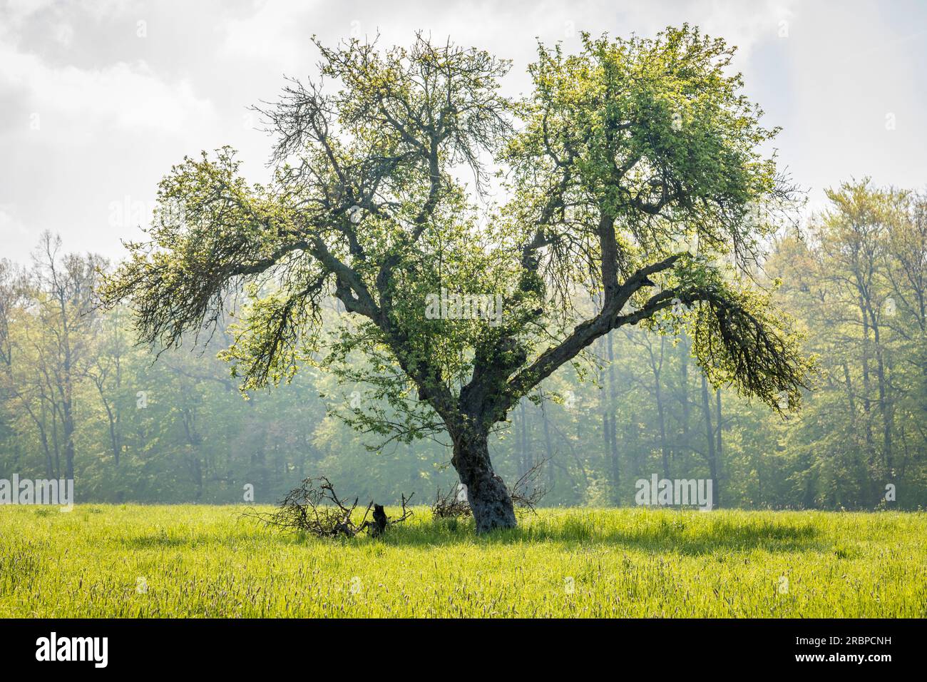 Grand arbre vieux dans le parc naturel de Rheingau-Taunus près d'Engenhahn, Niedernhausen, Hesse, Allemagne Banque D'Images