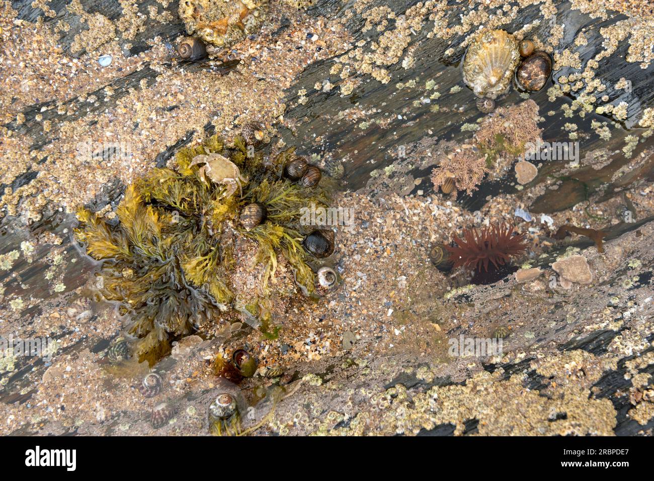 Piscine rocheuse avec anémone de perles, limpets, pervenches, coquilles supérieures et coquille de crabe mue sur algues Banque D'Images