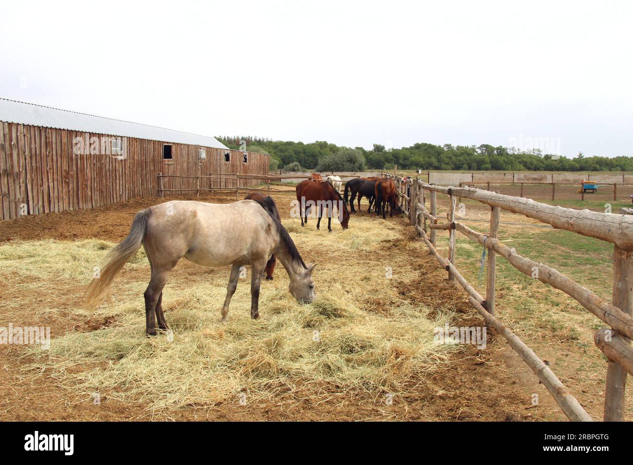 Les chevaux paissent à la périphérie du village Banque D'Images