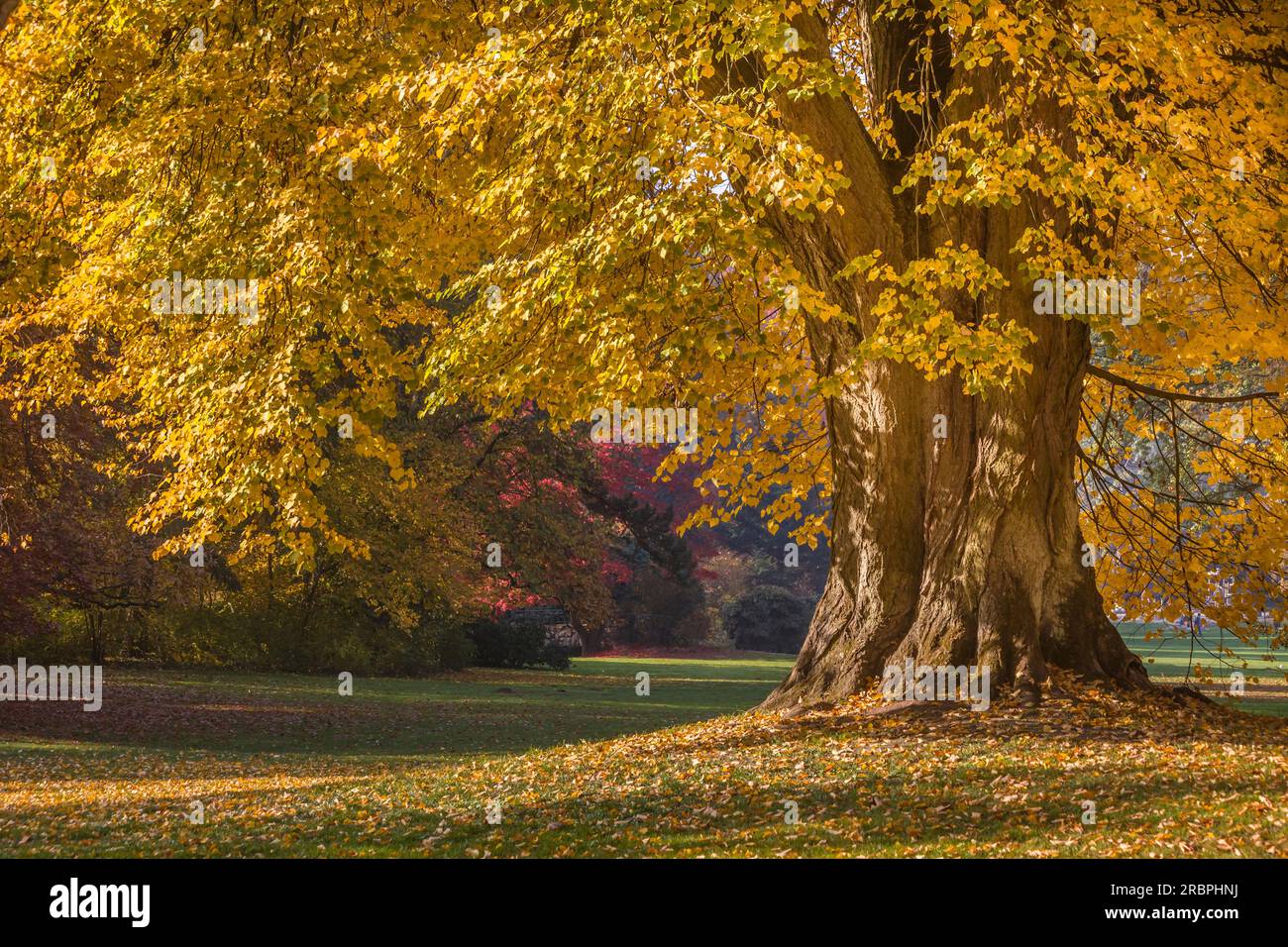 Puissant tilleul à Neropark en automne, Wiesbaden, Hesse, Allemagne Banque D'Images