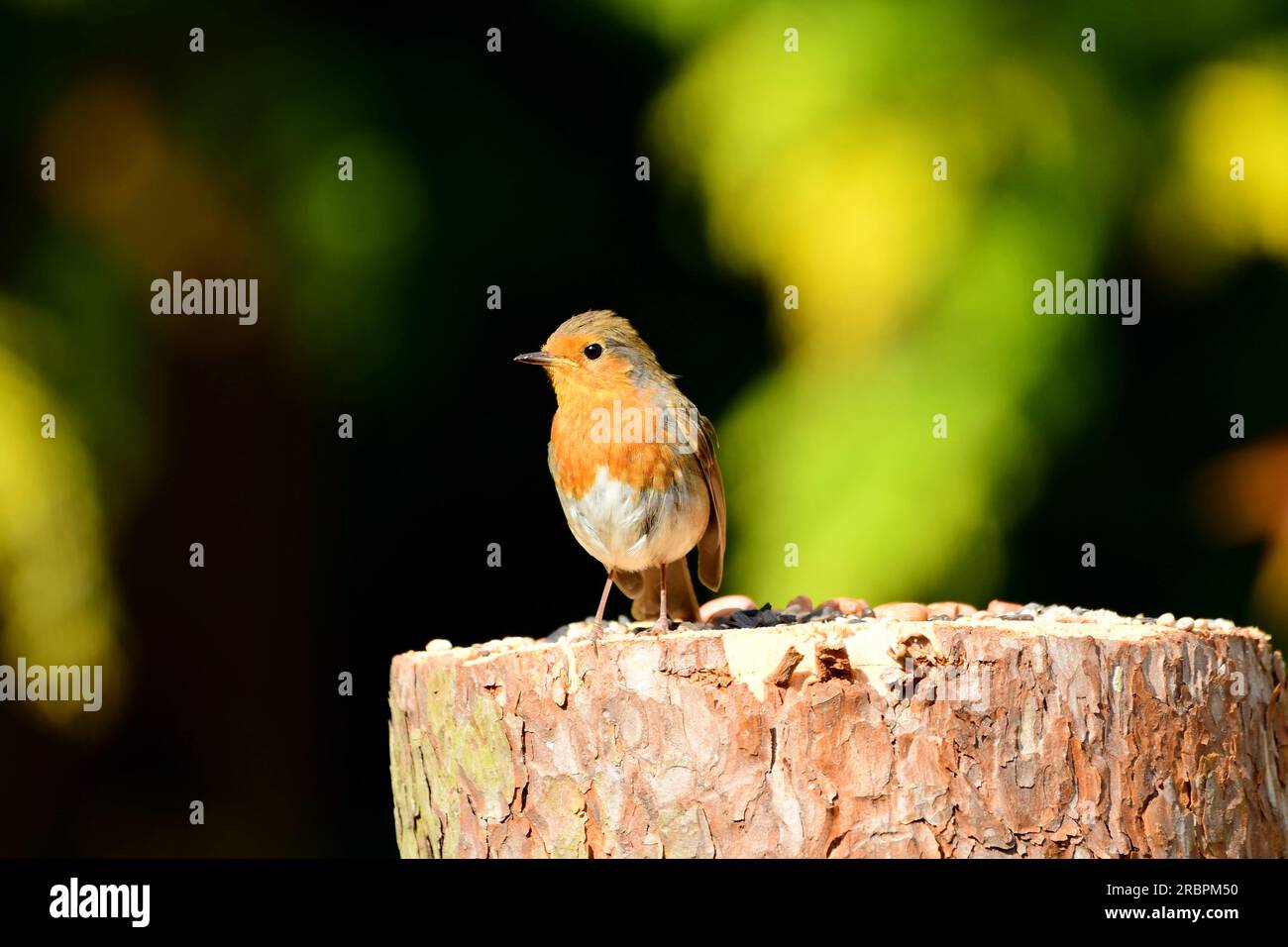 Oiseaux robin Banque de photographies et d’images à haute résolution ...