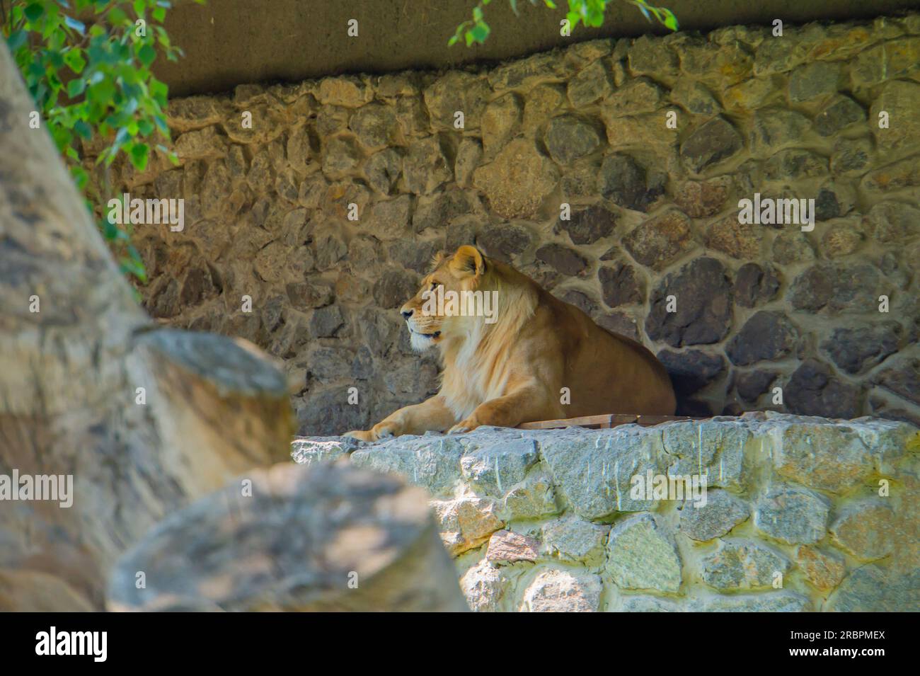 Profil de lionne couchée. Gros chat. Safari animalier. La lionne dans le prifle, couchée sur les rochers avec un fond de pierre. masculinité force et grac Banque D'Images