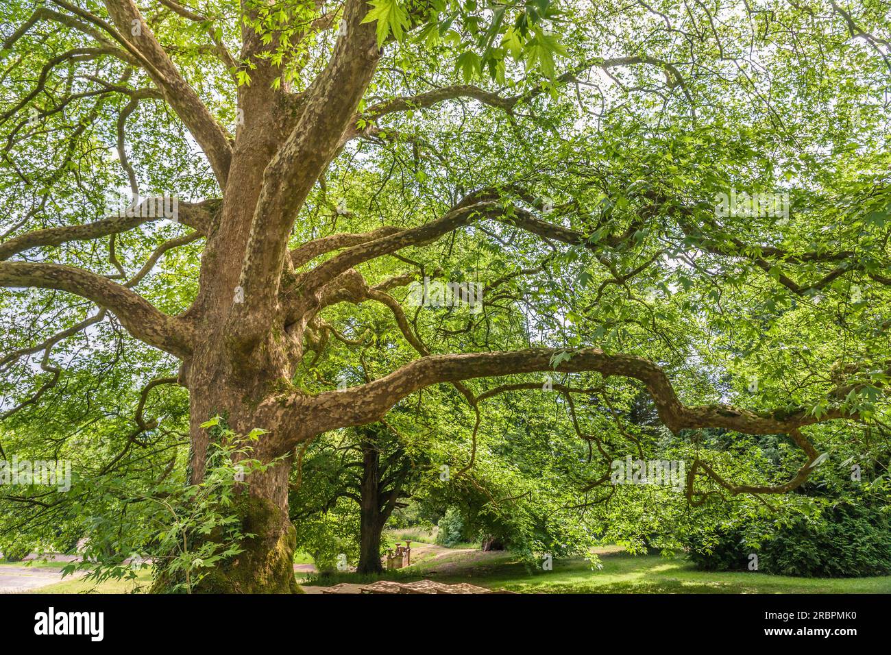 Sycamore dans Tyntesfield Park près de Bristol, North Somerset, Angleterre Banque D'Images