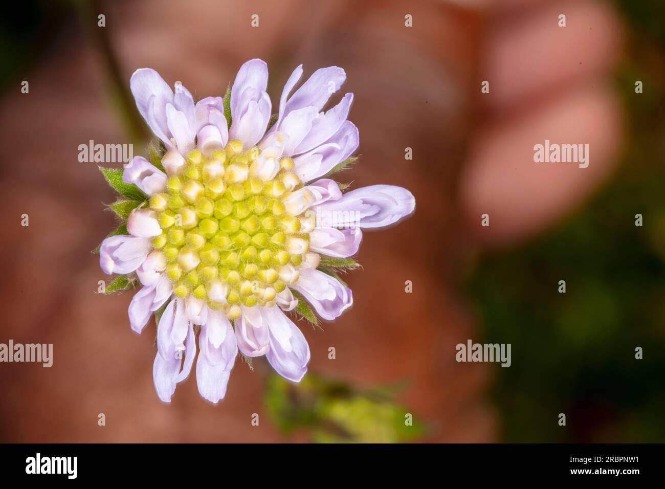 Portrait naturel de plantes environnementales semi-rapprochées montrant des motifs naturels intimes, des structures et des textures dans le monde naturel Banque D'Images