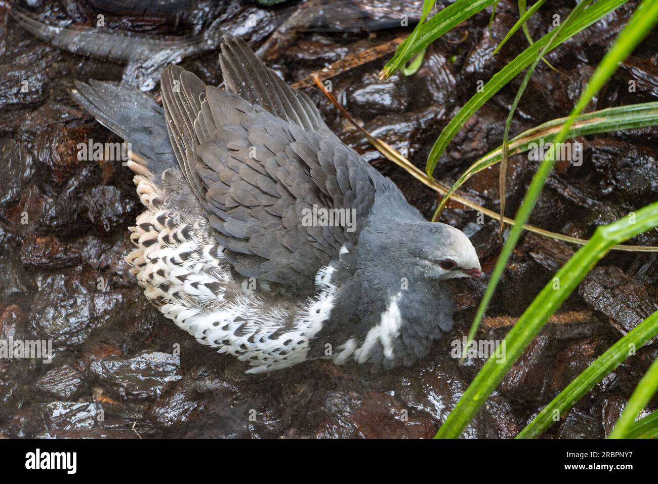 Le pigeon Wonga, leucosarcia melanoleuca, est assis sur le sol humide et bouge ses plumes pour attraper les gouttes d'eau qui tombent Banque D'Images