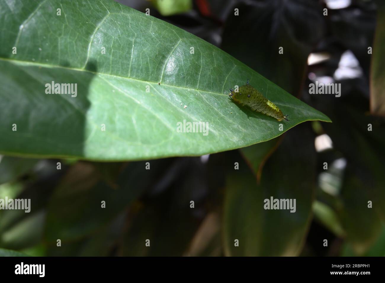 Vue d'un Jay vert queue caterpillar est assis sur la surface d'une feuille verte Banque D'Images