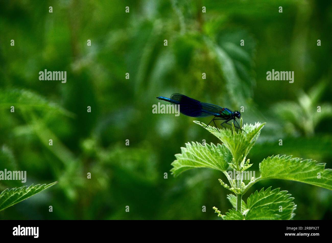 Damselfy reposant sur une feuille d'ortie Banque D'Images