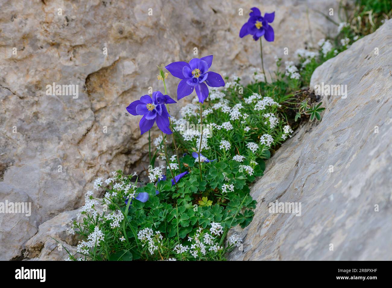 colombine à floraison bleue sur dalle de roche, Circo de Olibon, Pyrénées, Aragon, Espagne Banque D'Images