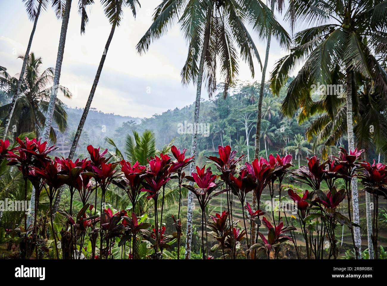 Tôt le matin aux terrasses de riz de Tegallalang, Ubud Bali Indonésie, une rangée de palmiers et de plantes cordylines roses. Banque D'Images