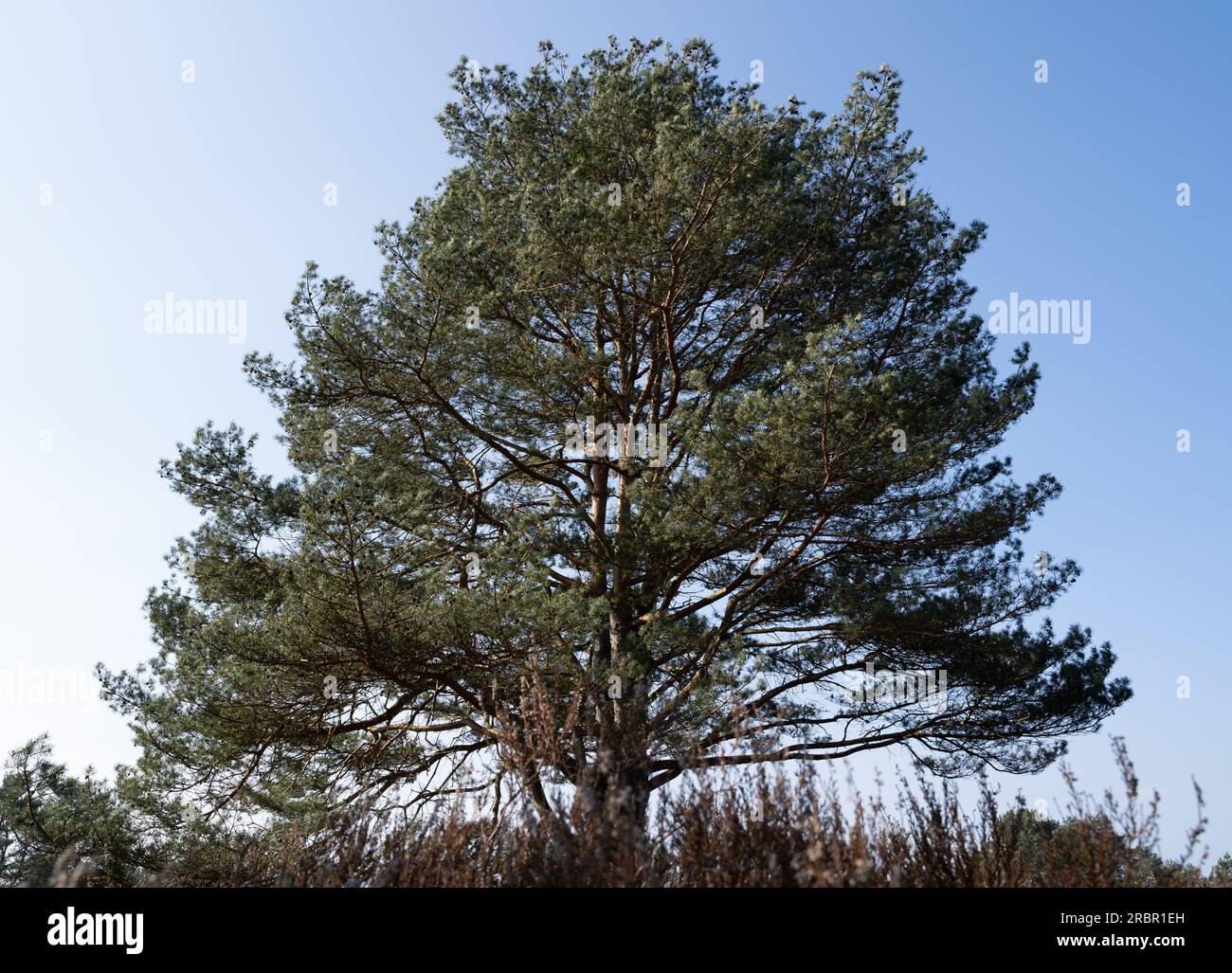 Grand conifère dans la lande avec ciel bleu ensoleillé en arrière-plan Banque D'Images