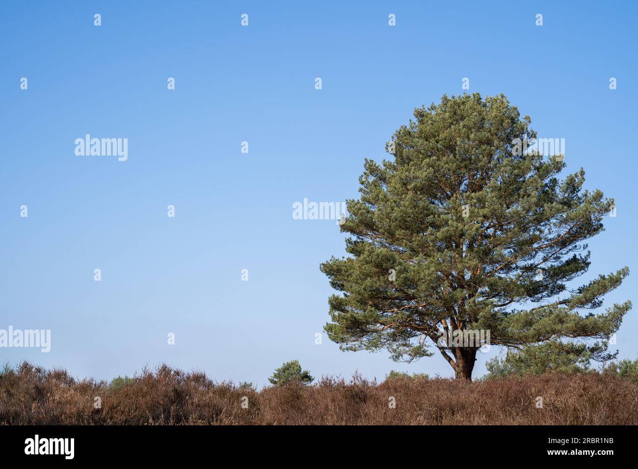 Conifère dans la chaleur avec le ciel bleu ensoleillé en arrière-plan Banque D'Images