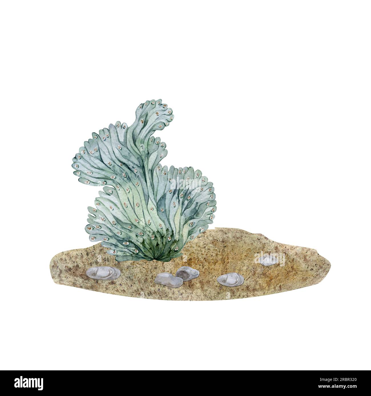 Composition du sable et des pierres. Cactus bleu. Plante domestique. Florarium. Illustration à l'aquarelle Banque D'Images