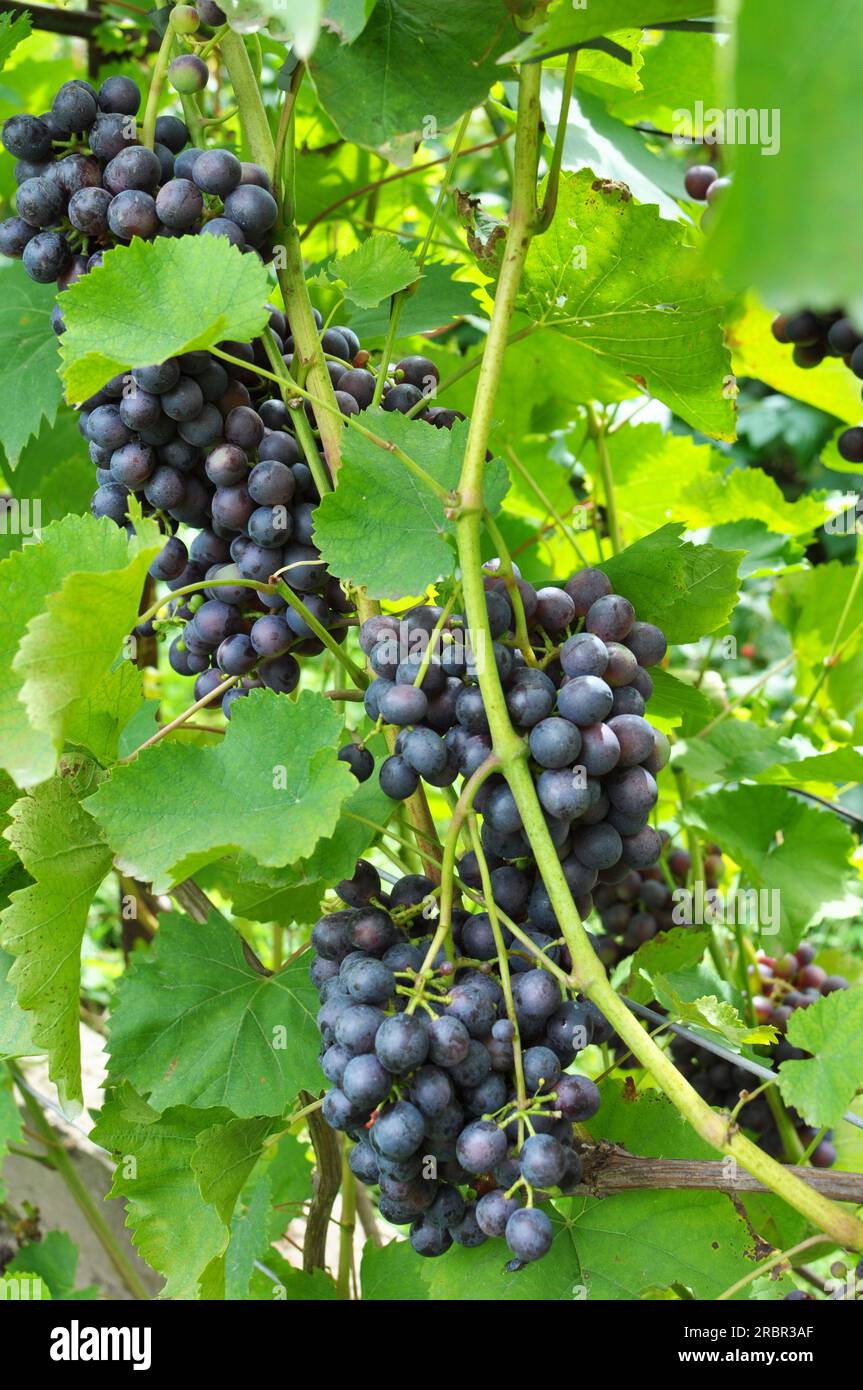 Un bouquet de raisins mûrissent sur la branche de la brousse Banque D'Images
