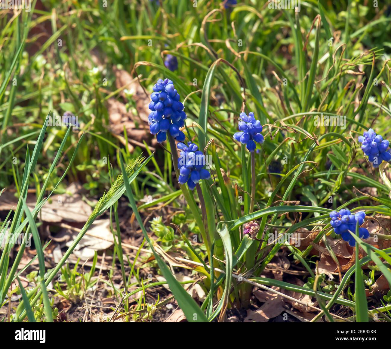 La jacinthe de raisin ou Muscari neglectum est une plante bulbeuse vivace. Les muscari sont des plantes bulbeuses pérennes originaires d'Eurasie. Banque D'Images