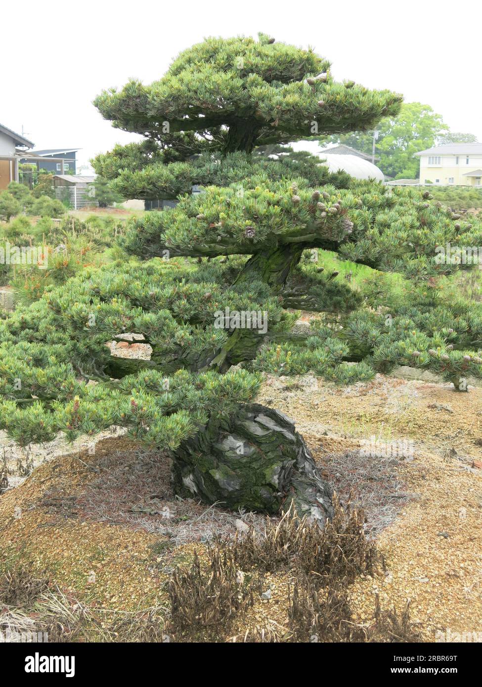Spécimen de bonsaï mature où le pin a été taillé pendant de nombreuses décennies dans une pépinière de la capitale japonaise de la culture du bonsaï, le village de Kinashi. Banque D'Images