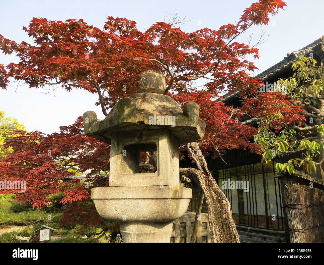 Une lanterne en pierre typiquement japonaise devant le feuillage en bronze d'un érable / acer dans les jardins du parc Tamamo entourant le château de Takamatsu. Banque D'Images