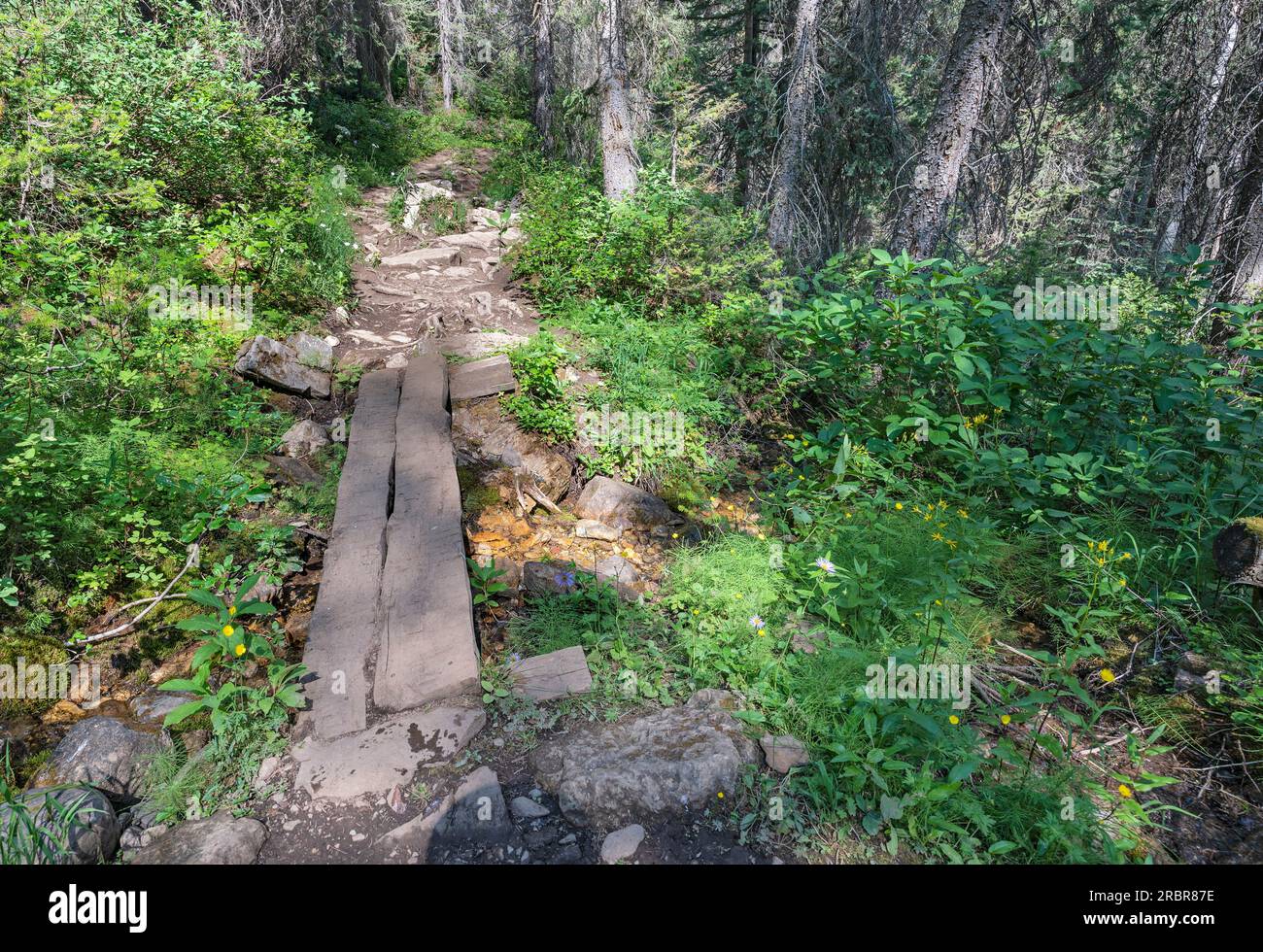 Pont en bois sur le sentier de randonnée du lac Sherbrooke dans le parc national Yoho, Colombie-Britannique, Canada Banque D'Images