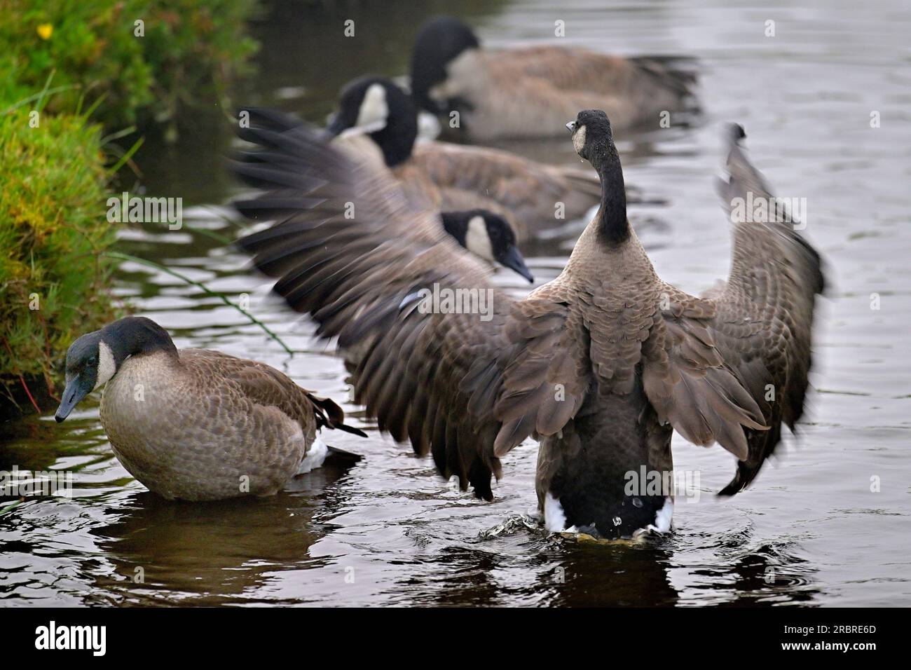 Pacific Grove, Californie, États-Unis. 10 juillet 2023. Canada Gander (Branta canadensis) défend les trois autres de cette famille originale de huit oisons pendant qu'ils baignent et nettoient la plume pour les leçons de vol.Note du photographe:.cette paire d'oies et de Gander avait huit oisons. Sur plusieurs semaines cinq oisons .ont été pris par d'autres animaux sauvages.maintenant dix semaines, les trois autres peuvent voler pour échapper .le prédicteur(s) qui a pris leurs frères et sœurs. (Image de crédit : © Rory Merry/ZUMA Press Wire) USAGE ÉDITORIAL SEULEMENT! Non destiné à UN USAGE commercial ! Banque D'Images