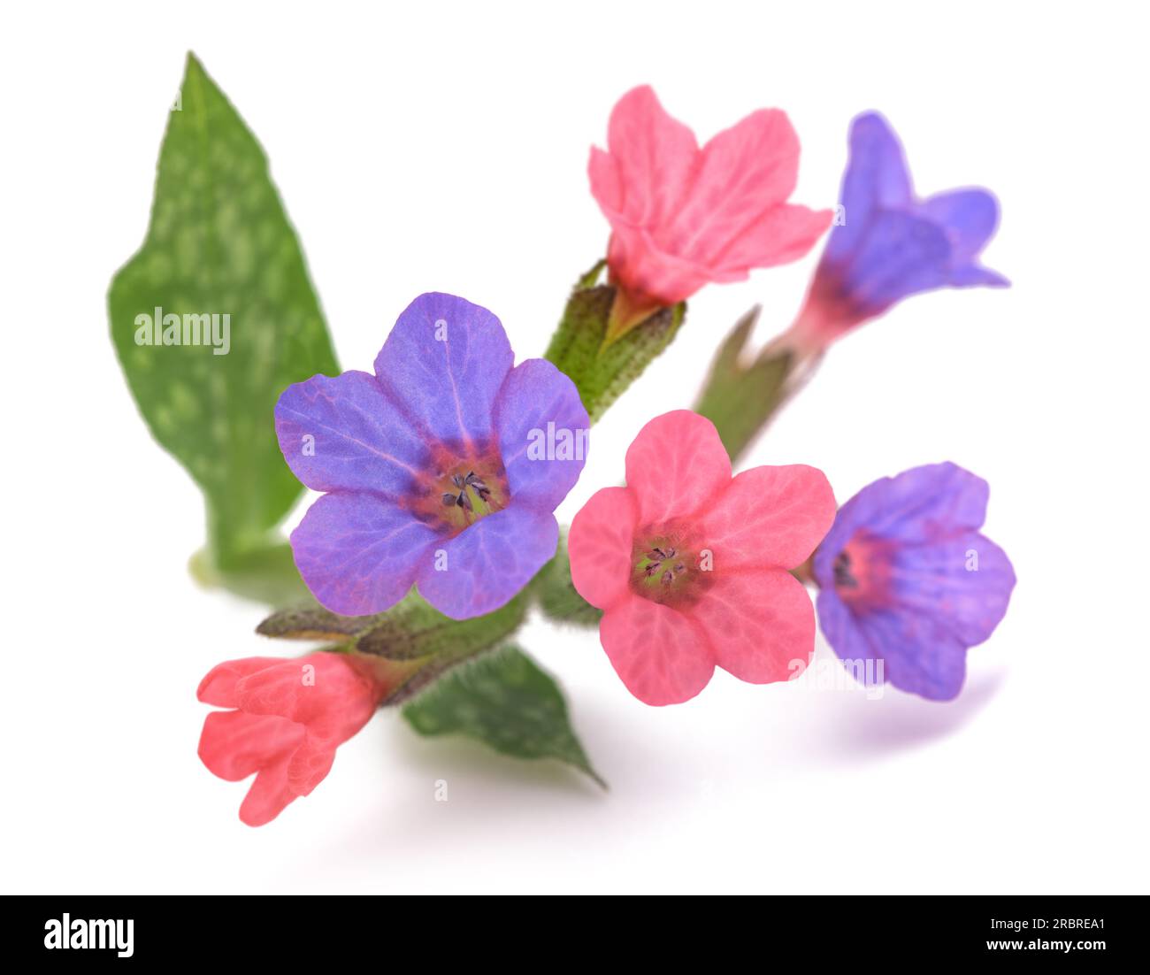 lungwort commun (Pulmonaria officinalis) isolé sur blanc Banque D'Images