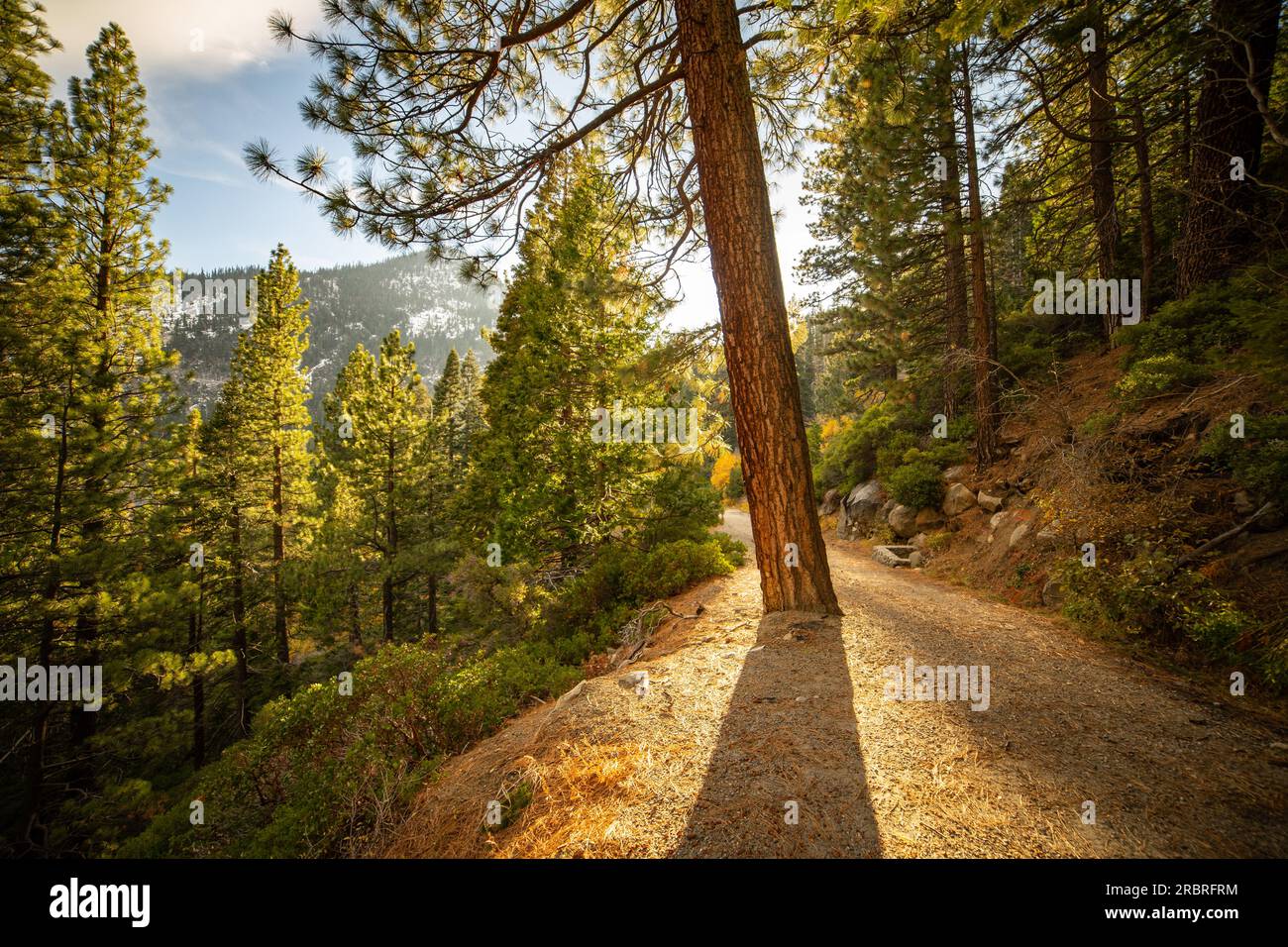 Soleil lumineux du soir bloqué par un tronc d'arbre | Emerald Bay State Park, South Lake Tahoe, Californie, États-Unis Banque D'Images