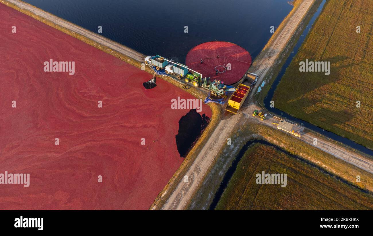 Récolte de canneberges dans le New Jersey, octobre 2022 Banque D'Images