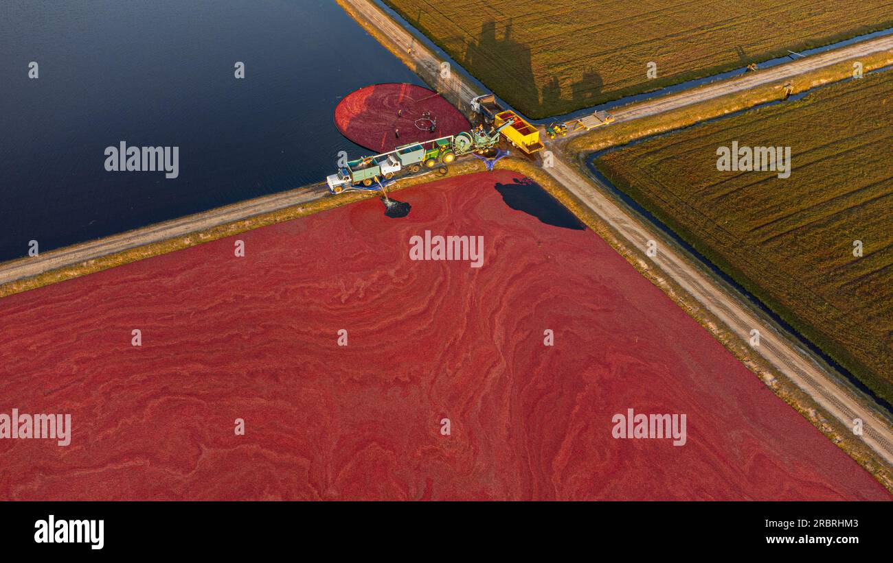 Récolte de canneberges dans le New Jersey, octobre 2022 Banque D'Images