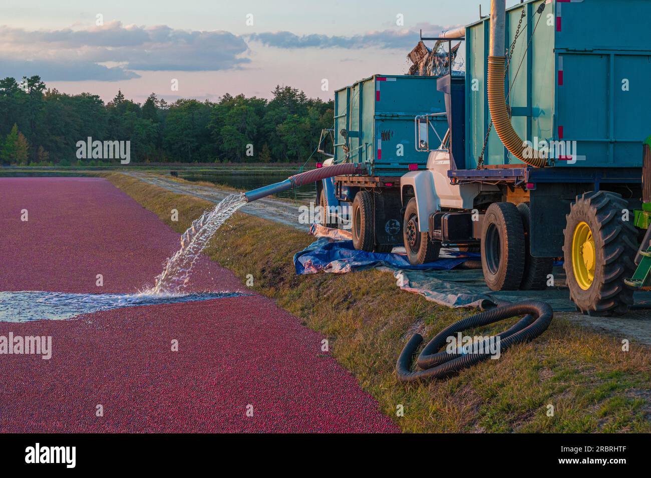 Récolte de canneberges dans le New Jersey, octobre 2022 Banque D'Images