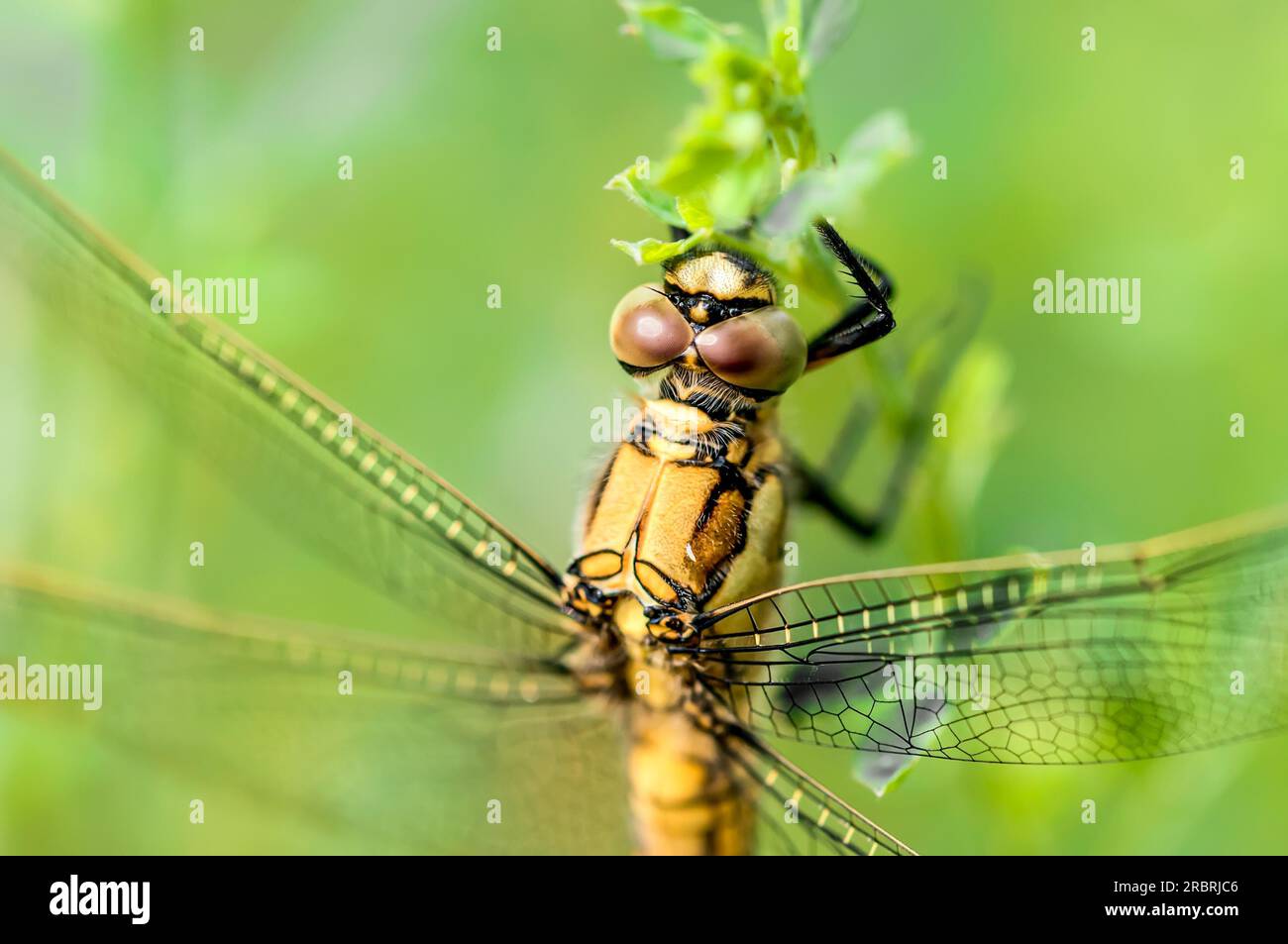 Un mâle de libellule jaune, également connu sous le nom de skimmer à queue noire (Orthetrum canculatum), mangeant sur une fleur sous le soleil chaud de printemps Banque D'Images