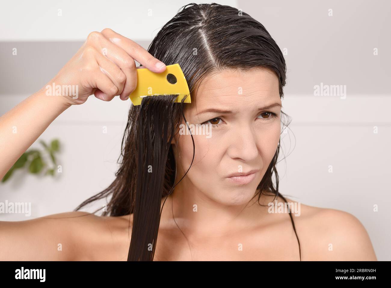 Femme peignant les poux dans ses cheveux avec un peigne à poux grimacant comme elle tire les dents fines à travers ses longues tresses brunes pour contrôler la contagieuse Banque D'Images Femme peignant les poux dans ses cheveux avec un peigne à poux grimacant comme elle tire les dents fines à travers ses longues tresses brunes pour contrôler la contagieuse Banque D'Images
