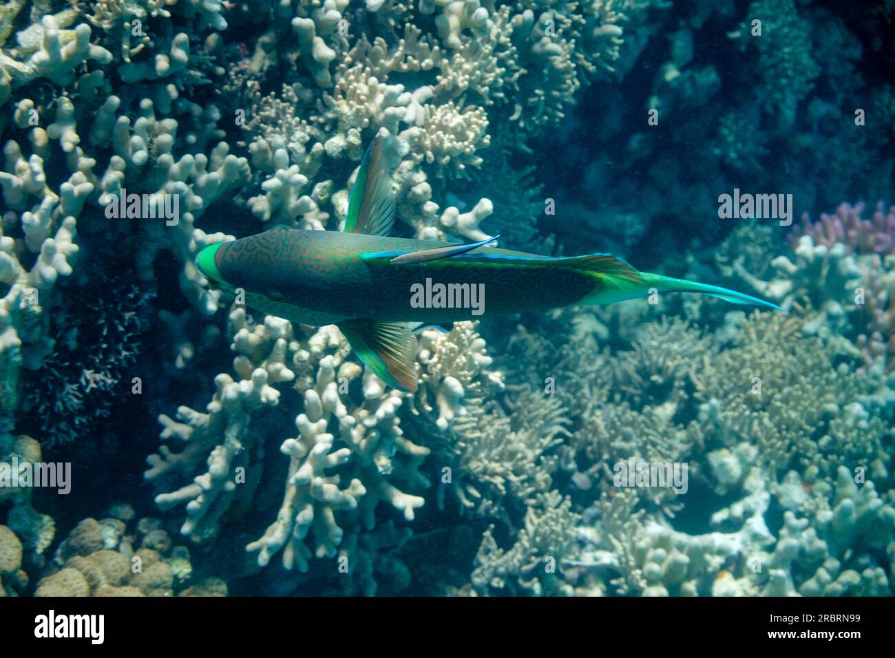 Voyage tp Lady Musgrave Island Banque D'Images