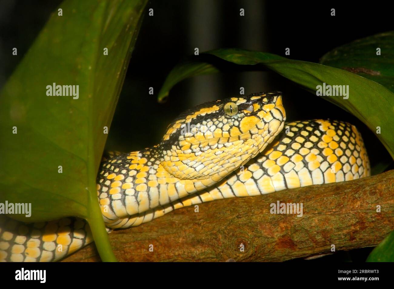 Viper de Wagler, Tropidolaemus wagleri. Également connu sous le nom de vipère de temple, vipère de fosse de temple, serpent de bambou, serpent de temple, vipère de fosse tachetée, et temple pi Banque D'Images