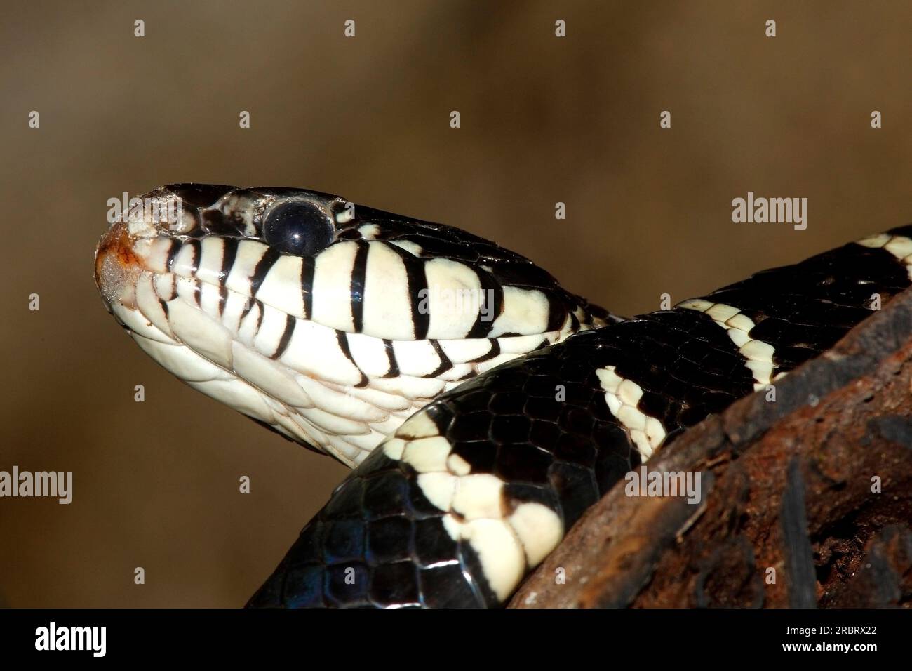 Serpent mangrove, également connu sous le nom de serpent chat à anneaux d'or. Boiga dendrophila. Il s'agit de serpents venimeux à l'arrière, endémiques à l'Asie du Sud-est. Banque D'Images