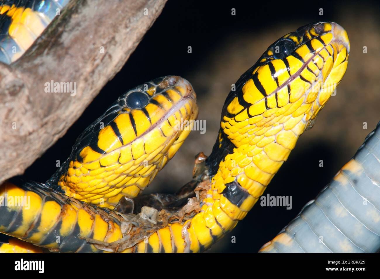 Deux serpents de mangrove, également connus sous le nom de serpent chat à anneaux d'or. Boiga dendrophila. Il s'agit de serpents venimeux à l'arrière, endémiques à l'Asie du Sud-est. Banque D'Images