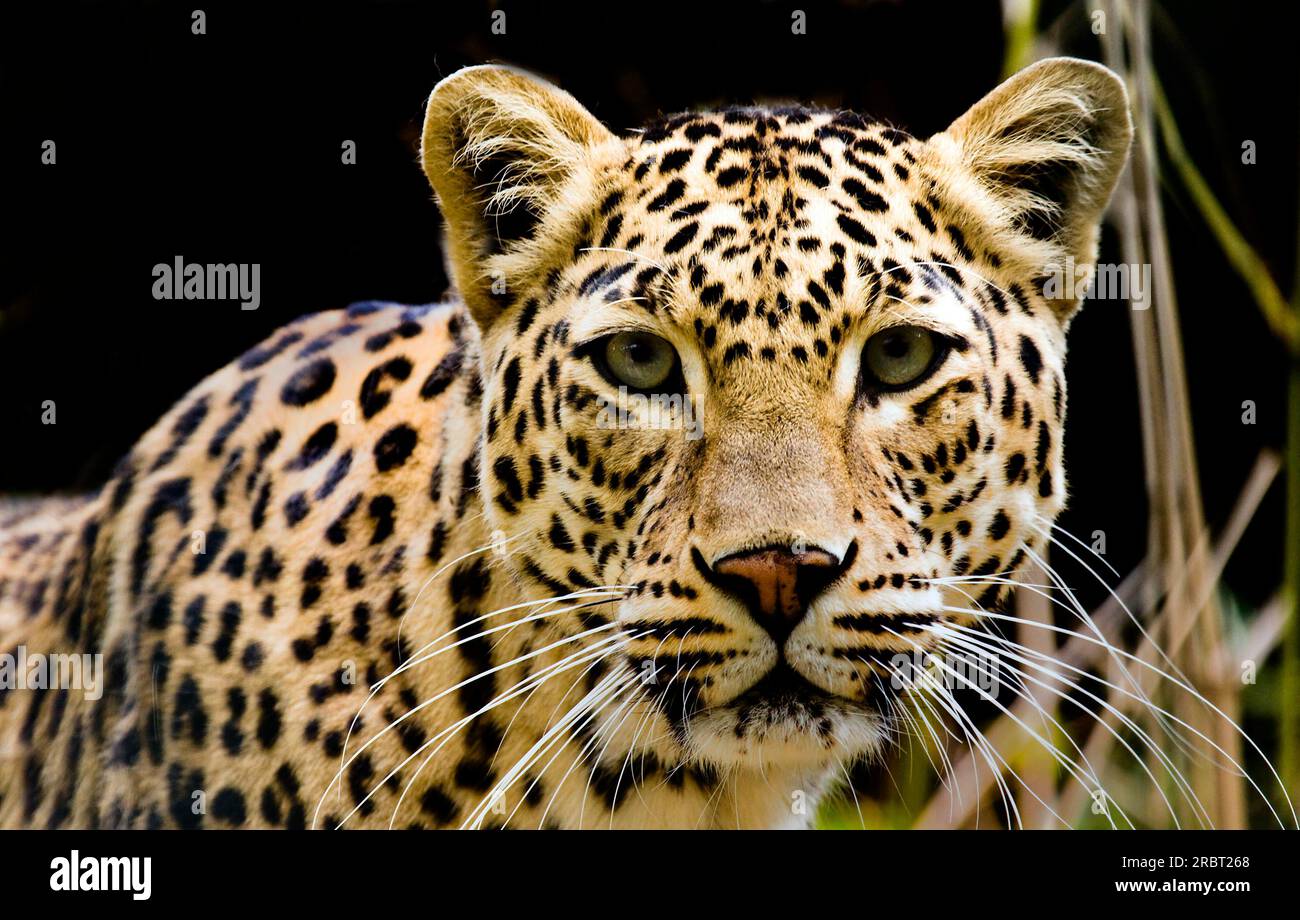 Leopard Portrait Banque D'Images