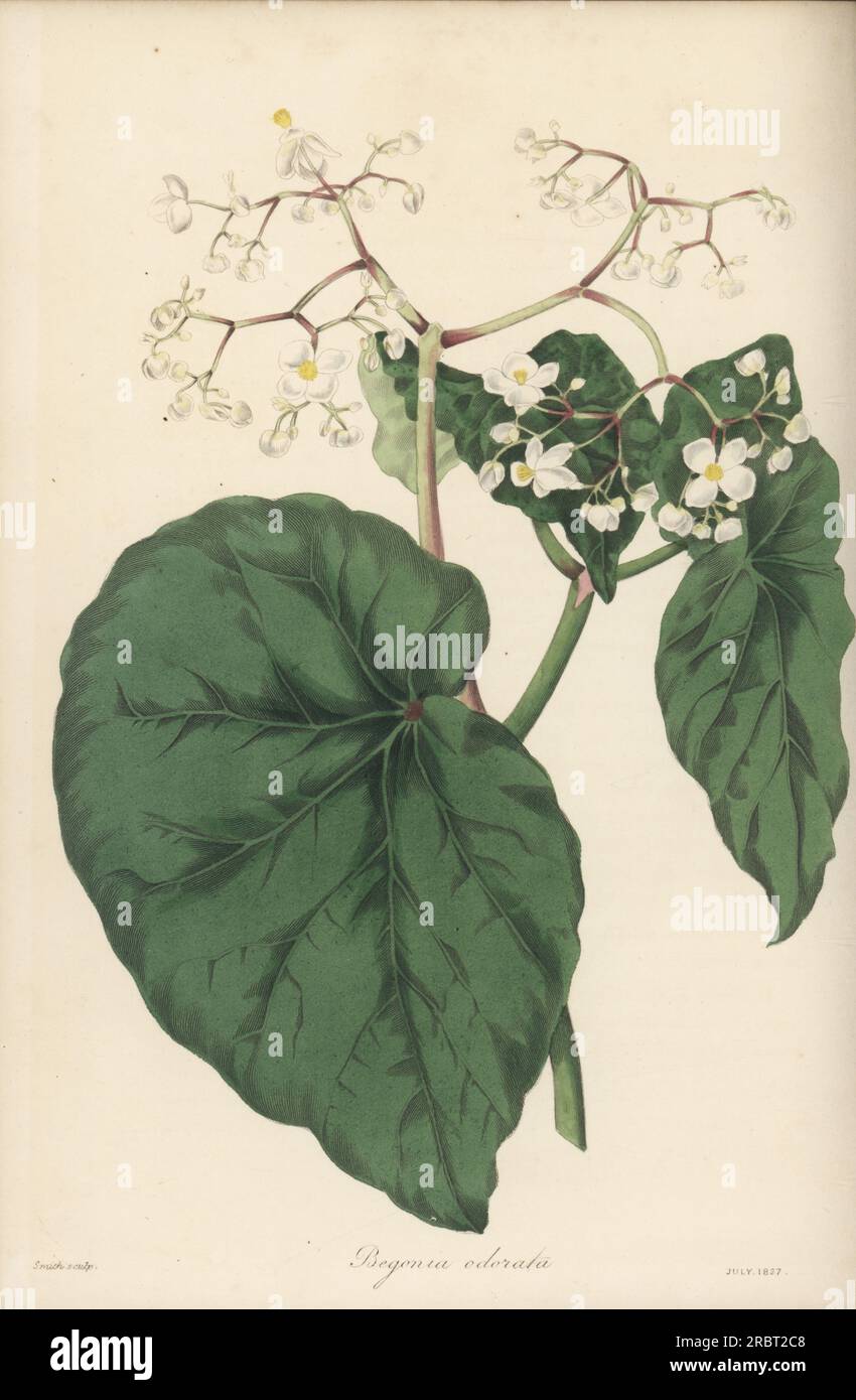 Begonia obliqua. Originaire de Martinique, Dominique et Guadeloupe, nommé bégonia par le botaniste français Charles Plumier. Bégonia parfumé doux, Begonia odorata. Gravure colorée à la main de Frederick William Smith tirée du Joseph Paxton’s Magazine of Botany, and Register of Flowering plants, Volume 4, Orr et Smith, Londres, 1837. Banque D'Images Begonia obliqua. Originaire de Martinique, Dominique et Guadeloupe, nommé bégonia par le botaniste français Charles Plumier. Bégonia parfumé doux, Begonia odorata. Gravure colorée à la main de Frederick William Smith tirée du Joseph Paxton’s Magazine of Botany, and Register of Flowering plants, Volume 4, Orr et Smith, Londres, 1837. Banque D'Images