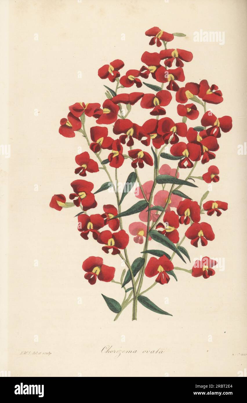 Chorizema ovatum. Originaire du sud-ouest de la Nouvelle-Hollande (Australie), introduit par le chasseur de plantes écossais William Baxter en 1831. Chorizema ovata à feuilles ovées. Illustration botanique coloriée à la main dessinée et gravée par Frederick William Smith, du Joseph Paxton Magazine of Botany, and Register of Flowering plants, Volume 4, Orr et Smith, Londres, 1837. Banque D'Images