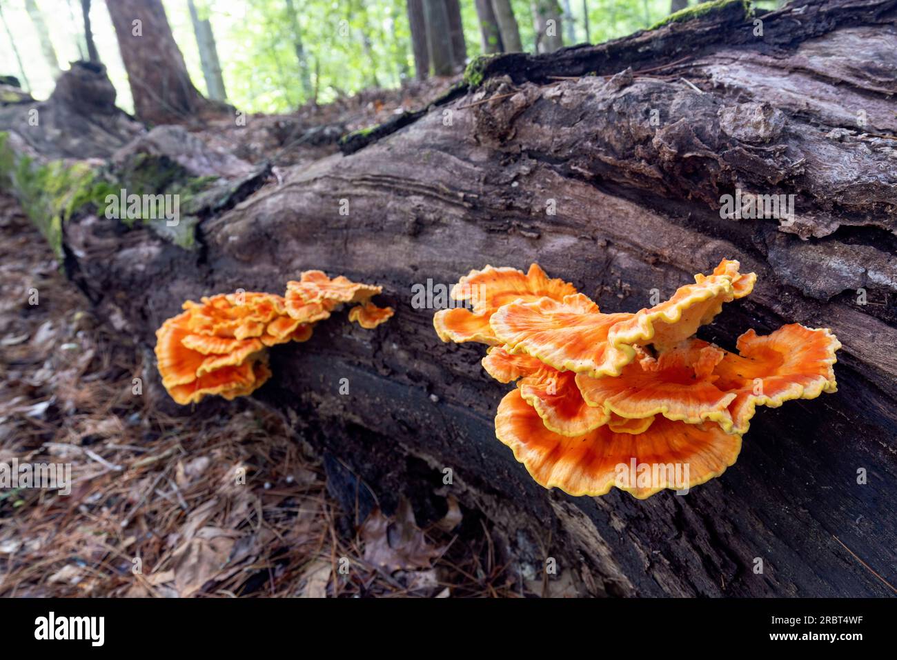 Poulet des Bois (Laetiporus sp.) Bracket Fungus - Brevard, Caroline du Nord, États-Unis Banque D'Images