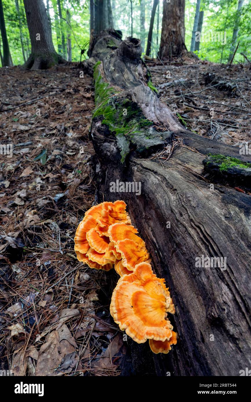 Poulet des Bois (Laetiporus sp.) Bracket Fungus - Brevard, Caroline du Nord, États-Unis Banque D'Images
